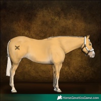 Horse Color:Gold Cream Champagne Splash 