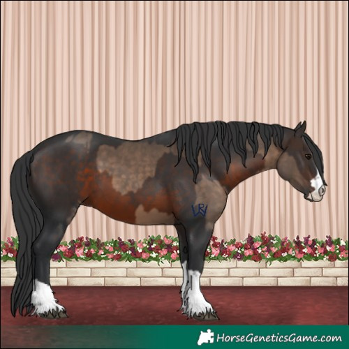 Horse Color:Brown Dun  and Brown 