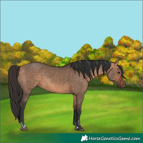 Horse Color:Bay Dun  and Bay Dun 