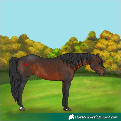 Horse Color:Brown 