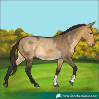 Horse Color:Buckskin Dun and Buckskin Dun