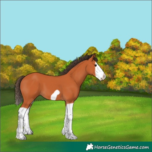 Horse Color:Bay Splash Frame 