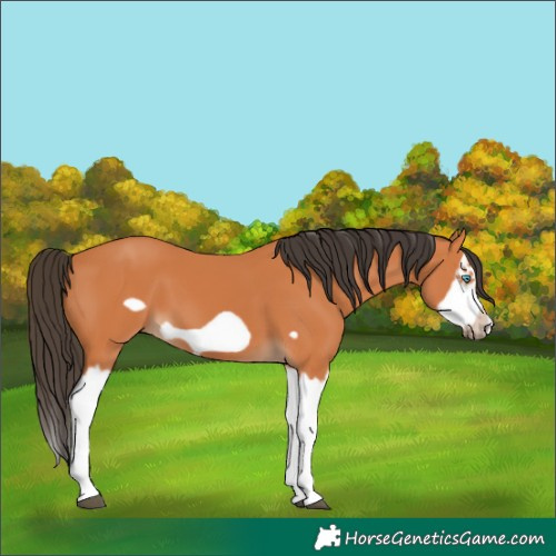 Horse Color:Bay Splash Frame 