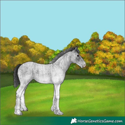 Horse Color:White Spotted Blue Roan Rabicano  and Gray White Spotted Blue Roan Rabicano 