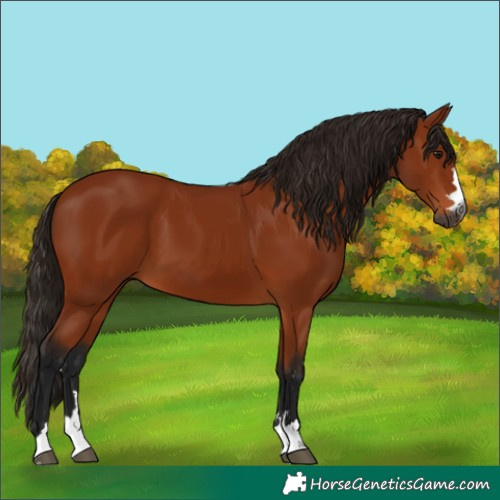 Horse Color:Gray Bay