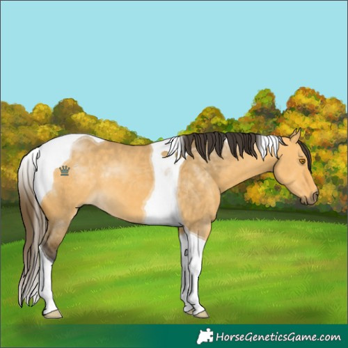 Horse Color:Buckskin Dun Tobiano
