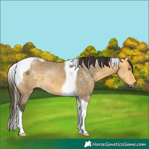 Horse Color:Buckskin Dun Tobiano 