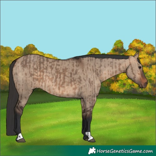 Horse Color:Bay Dun  and Bay Dun 
