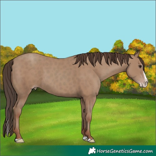 Horse Color:Classic Champagne Splash