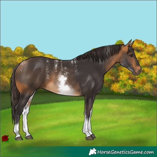 Horse Color:Powder White White Spotted Buckskin