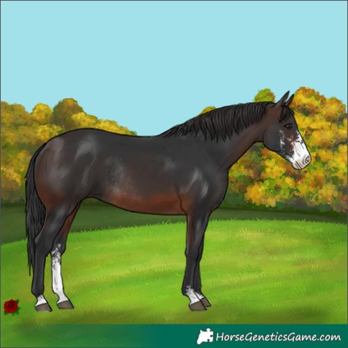 Horse Color:Brown Sabino Rabicano
