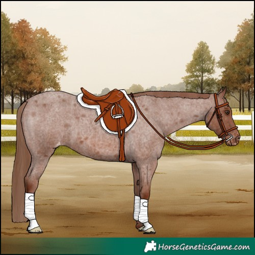 Horse Color:Red Roan Varnish 