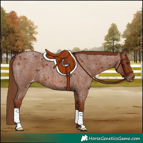 Horse Color:Red Roan Appaloosa 