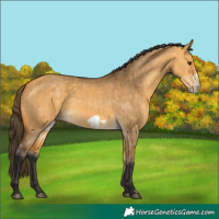 Horse Color:Buckskin Dun and Buckskin Dun Frame