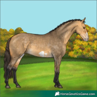 Horse Color:Buckskin Dun and Buckskin Dun Frame