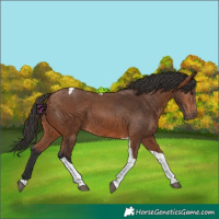 Horse Color:Bay Tobiano 
