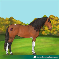 Horse Color:Bay Tobiano 