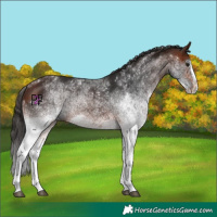 Horse Color:White Spotted Brown Splash
