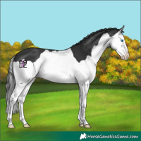 Horse Color:Black Splash 