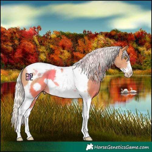 Horse Color:Chocolate Silver Bay Snowdrop Tobiano Frame 