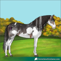 Horse Color:White Spotted Brown Splash
