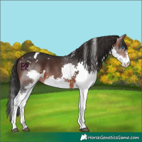 Horse Color:White Spotted Brown Splash 