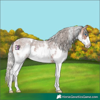 Horse Color:White Spotted Silver Brown Roan Splash Frame