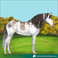 Horse Color:White Spotted Sable Champagne Splash 