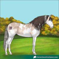 Horse Color:White Spotted Amber Champagne Sabino Splash