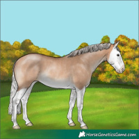 Horse Color:Silver Bay Dun Splash Rabicano