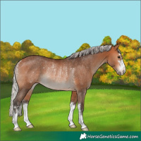 Horse Color:Silver Brown Rabicano 