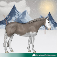 Horse Color:Silver Black Splash