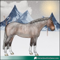 Horse Color:Silver Brown Roan 