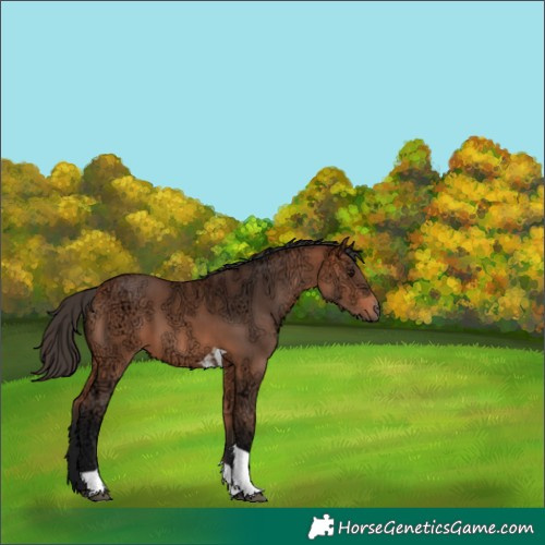 Horse Color:Bay Ice Tobiano