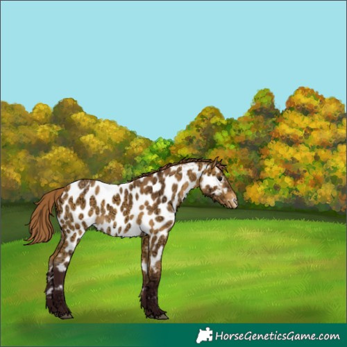 Horse Color:Chocolate Buckskin Ice Near Leopard