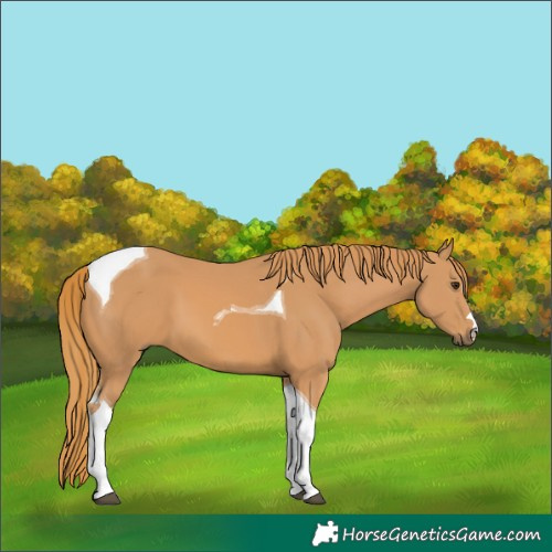 Horse Color:Chestnut Tobiano