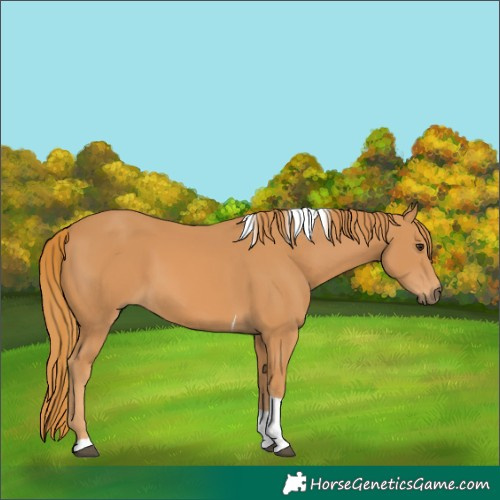 Horse Color:Chestnut Tobiano 