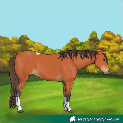 Horse Color:Bay Tobiano 