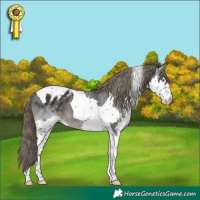 Horse Color:Smoky Black Splash Tobiano Blanket 