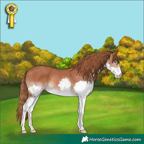 Horse Color:Chestnut Splash 
