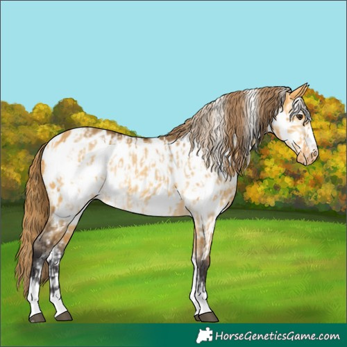 Horse Color:Buckskin Dun Appaloosa and Buckskin Dun Frame Appaloosa