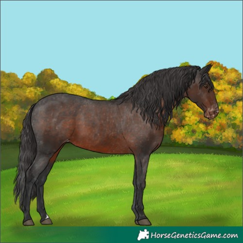 Horse Color:Liver Chestnut Appaloosa