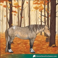 Horse Color:Silver Buckskin Dun Appaloosa and Buckskin Dun Appaloosa