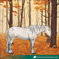 Horse Color:Silver Buckskin Dun Appaloosa  and Buckskin Dun Appaloosa 
