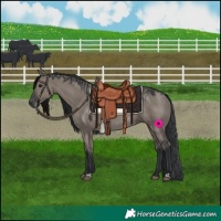 Horse Color:Grullo Brindle and Grullo