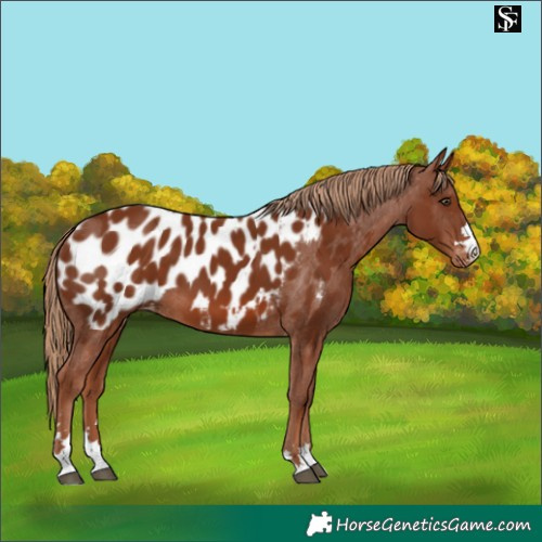 Horse Color:Chestnut Appaloosa 
