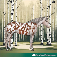 Horse Color:Chestnut Appaloosa 