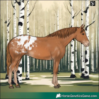 Horse Color:Chestnut Appaloosa 