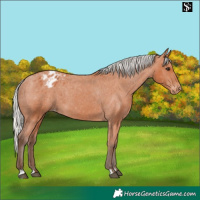 Horse Color:Silver Bay Varnish 