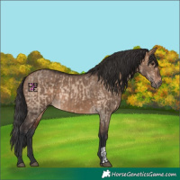 Horse Color:Brown Dun  and Brown Dun 